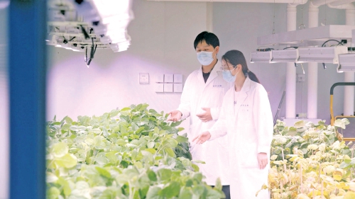 济南“关键核心技术”寻找最优解：玉米抗风又增产大豆拓展种植面